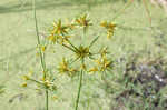 Sharpscale flatsedge